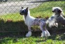 Jazz  Up Little Champs Chinese Crested