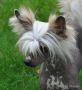 Jonkille Little Champs Chinese Crested