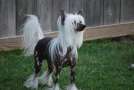 Solaris Tickle My Fancy Gingery  Chinese Crested
