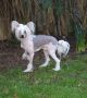 Shranae Foxinflyte Chinese Crested