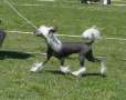 Mohawk Tiffany Twisted Chinese Crested