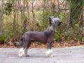 Wudnshu's Monopoly Chinese Crested