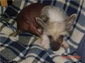 Marquis The Sky's The Limit N'Bed HL Chinese Crested