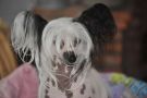 Irish Rose Little Champs Chinese Crested