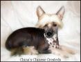 CDM Sister Golden Hair Surprise Chinese Crested