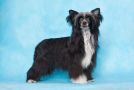 Status Imperial Ulania Chinese Crested
