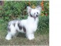 Angelcrest Foxglove Chinese Crested