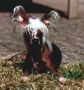 Goldenberry Yasmin Chinese Crested