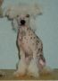 Happy Noby Tof Chinese Crested