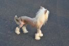 Risin Star's Breaking Hearts Chinese Crested
