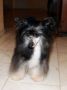 Be My Dog's Salut Mayoumba Chinese Crested