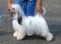 Misterious Castle Imagine Chinese Crested