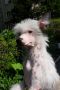 Alodie Still Of The Night Chinese Crested