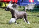 De La Mahafu's Kg Miracle Chinese Crested