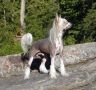 Wavecrest Knock Out Tysun Chinese Crested