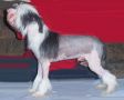 Spiritual Count to Ten Chinese Crested