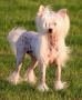 Solino's Jezebelle Chinese Crested