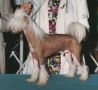Bellevue Rascal In Red At Taleeca Chinese Crested