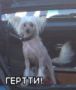 Gertie Chinese Crested