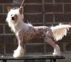 Zholesk Voyager To Future Chinese Crested