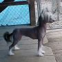 Jewels Lion's Share Of Puffin Chinese Crested