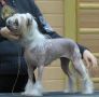 Sun Dan English Queen Chinese Crested