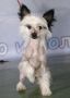 Vesta Golden Is Life Chinese Crested