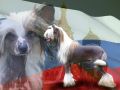 Angel Look Ranchero Chinese Crested