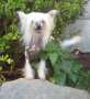 Diamond's Out Of Orbit Axle Chinese Crested