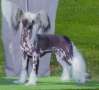 Caro's Ace Of Jewels Chinese Crested
