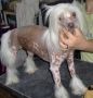 Kotickee I Got A Name Chinese Crested