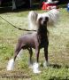 Beddi's Buccaneer Chinese Crested