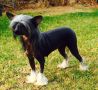 Kimissa The Color Purple Chinese Crested
