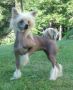 Ch. Tamarlane's Sunrise Over Camelot Chinese Crested
