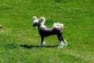 Shipstone Dapples Desire Chinese Crested
