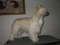 Joyway's Lady Stardust Chinese Crested