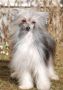 Amyfield Moves Like a Queen Chinese Crested