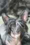 Class Woman of Crazy Debbie Chinese Crested