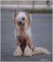 Irgen Gold Banzai Chinese Crested