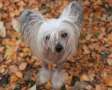 Viavrois Allday Anarchy Chinese Crested