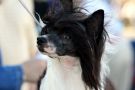 POP-Sirius Technically Amazing Chinese Crested