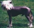 Gipez's Kumar Chinese Crested
