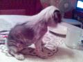 Tosca Interchart Chinese Crested
