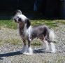 Suanho's Little Big Horn Chinese Crested