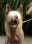 Incanto Del Mondo My Wish to be Great Chinese Crested