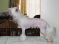 Dizzy Dollies Eclair Vanilla  Chinese Crested