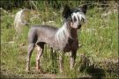 Eugenios Qi Ling Chinese Crested