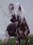 Woodlyn Reicrist Deviltree Chinese Crested