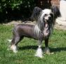 Vanitonia In Our Own Words Chinese Crested
