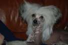 Uzume'z Kissing Dynamite Chinese Crested